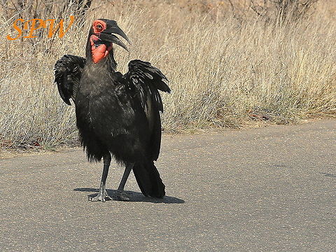 Southern_Ground_Hornbill-doing_the_strut! Taken in South Africa Bucorvus leadbeateri,South Africa,Southern Ground Hornbill