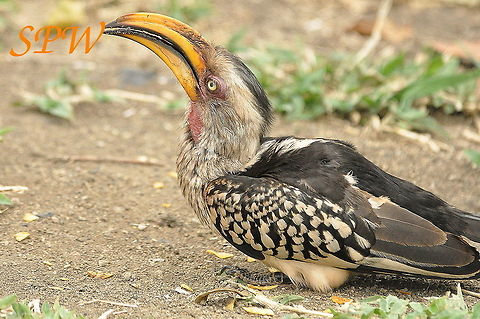Southern_Yellow-billed_Hornbill3 Taken in South Africa South Africa,Southern Yellow-billed Hornbill,Tockus leucomelas
