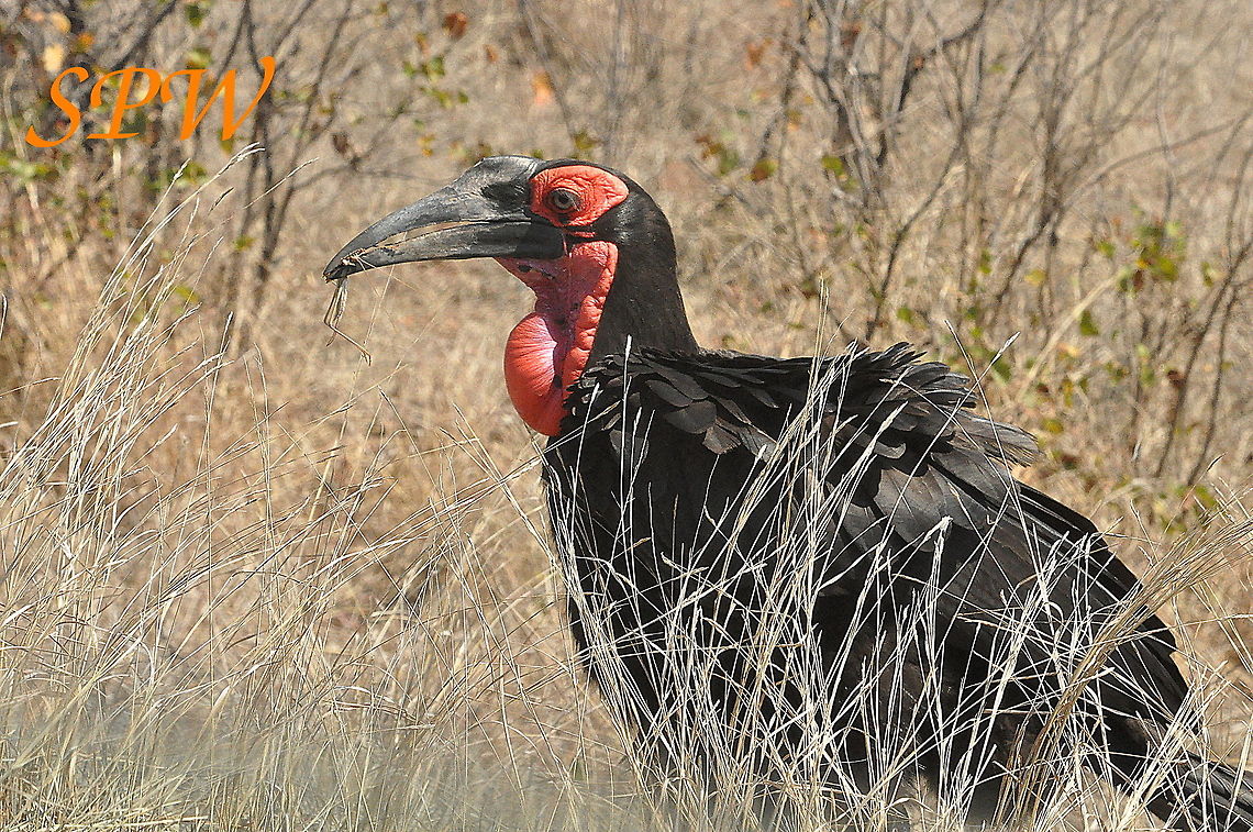 Southern_Ground_Hornbill-its_that_time_of_year_again! Taken in South Africa Bucorvus leadbeateri,South Africa,Southern Ground Hornbill