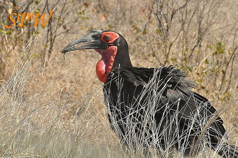 Southern_Ground_Hornbill-its_that_time_of_year_again! Taken in South Africa Bucorvus leadbeateri,South Africa,Southern Ground Hornbill