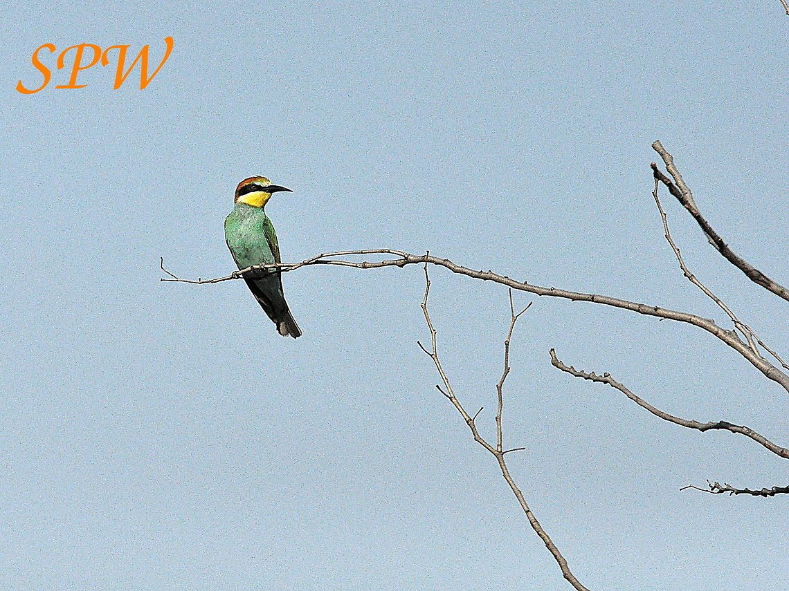 European_Bee-eater1 Taken in South Africa South Africa
