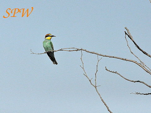 European_Bee-eater1 Taken in South Africa South Africa