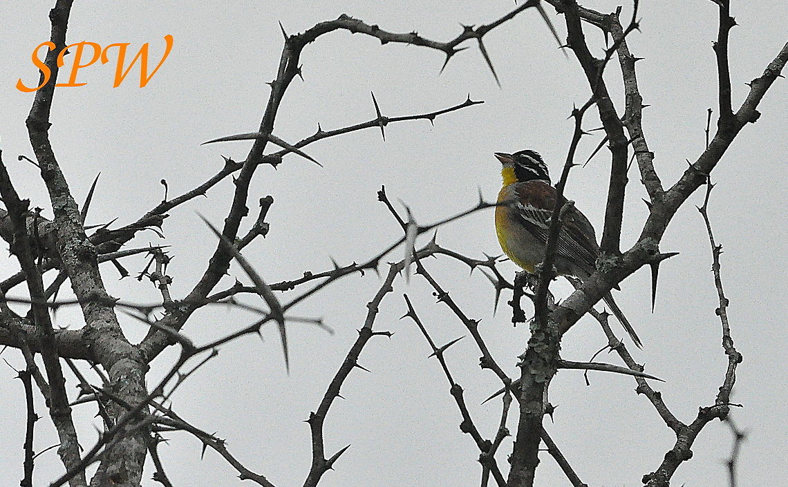 Golden-breasted_Bunting1 Taken in South Africa Emberiza flaviventris,South Africa,golden breasted bunting