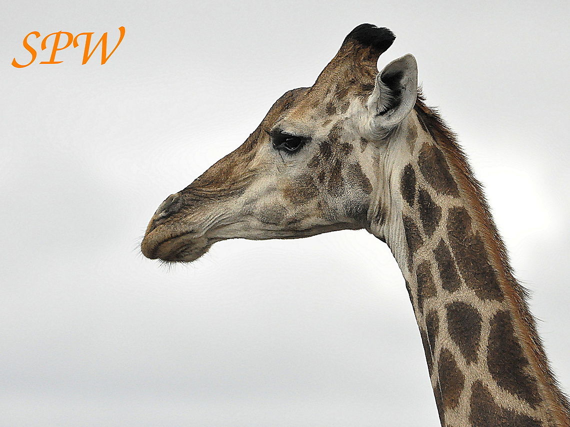 Giraffe2 Taken in South Africa Giraffa camelopardalis,Giraffe,South Africa