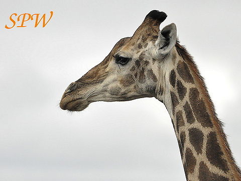 Giraffe2 Taken in South Africa Giraffa camelopardalis,Giraffe,South Africa