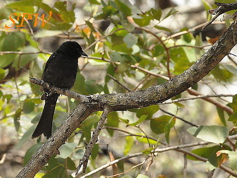 Fork-tailed_Drongo1 Taken in South Africa Dicrurus adsimilis,Fork-tailed Drongo,South Africa