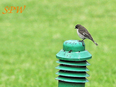 Fiscal_Flycatcher1 Taken in South Africa Fiscal Flycatcher,Sigelus silens,South Africa
