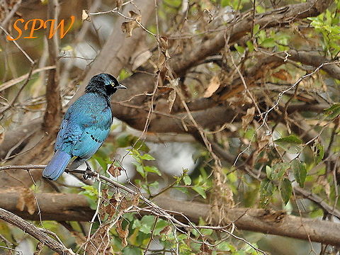 Greater_Blue-eared_Starling1 Taken in South Africa Greater blue-eared starling,Lamprotornis chalybaeus,South Africa