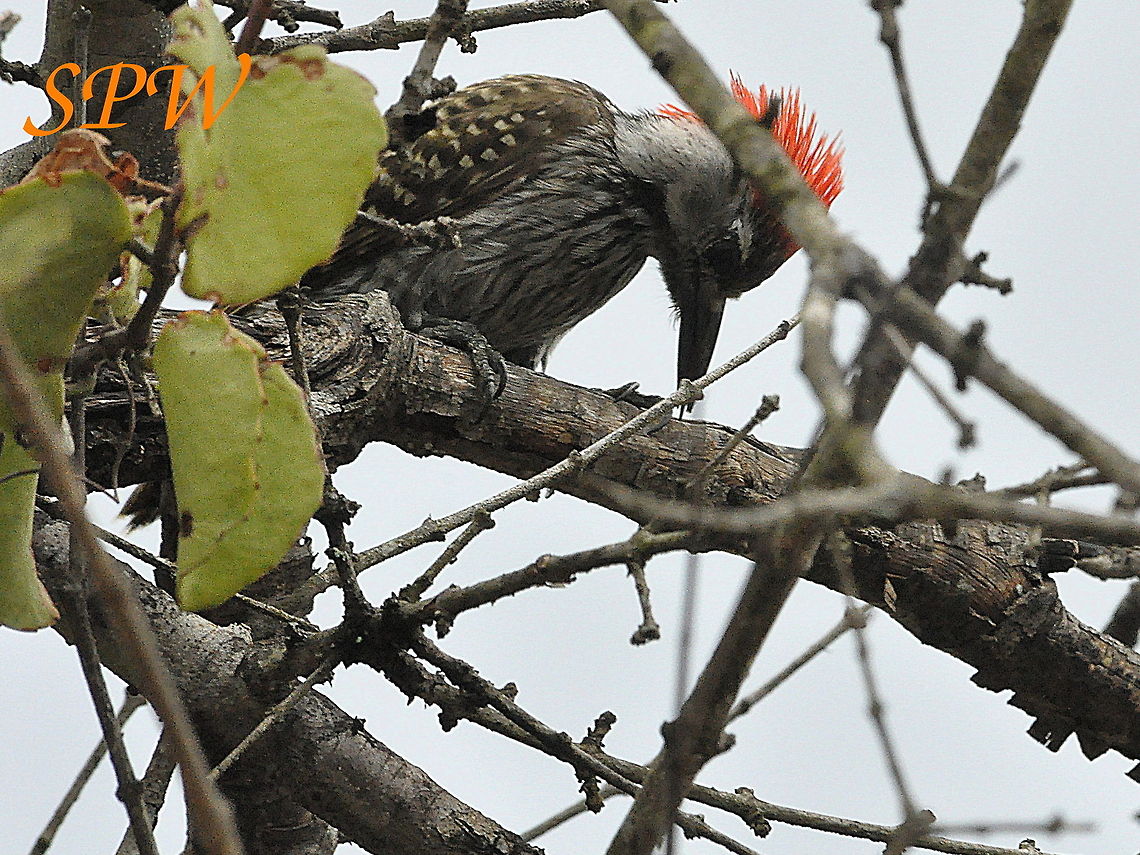 Green-backed_Woodpecker1 Taken in South Africa Campethera cailliautii,South Africa,green backed woodpecker