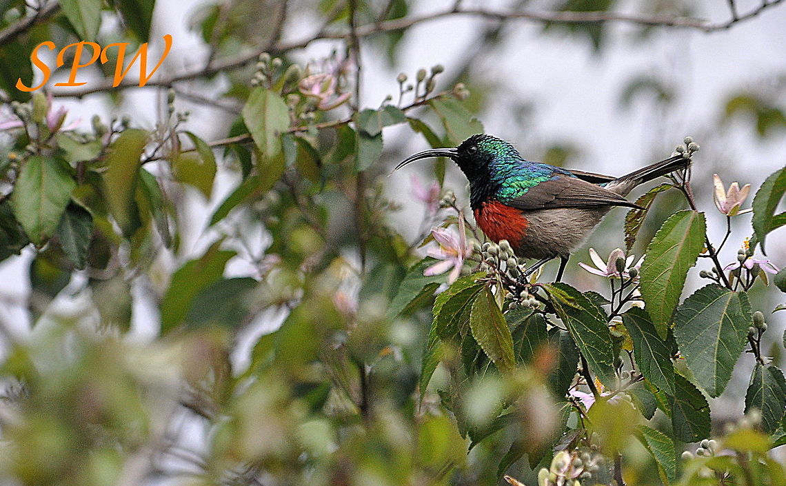 Greater_Double-collared_Sunbird1 Taken in South Africa Cinnyris afer,South Africa,greater double collared sunbird