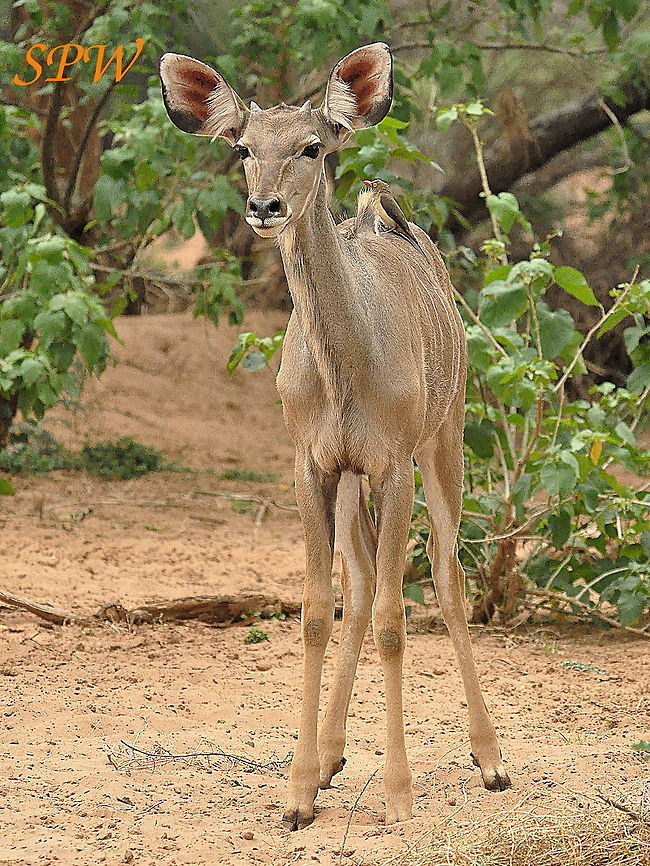 Greater_Kudu-youngster1 Taken in South Africa Greater Kudu,South Africa,Tragelaphus strepsiceros,juvenile