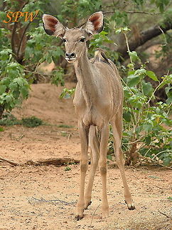 Greater_Kudu-youngster1 Taken in South Africa Greater Kudu,South Africa,Tragelaphus strepsiceros,juvenile