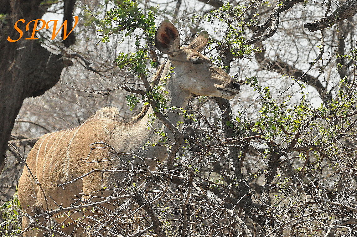 Greater_Kudu-female1 Taken in South Africa Female,Greater Kudu,South Africa,Tragelaphus strepsiceros