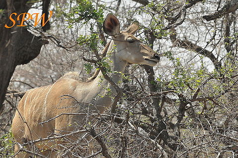 Greater_Kudu-female1 Taken in South Africa Female,Greater Kudu,South Africa,Tragelaphus strepsiceros