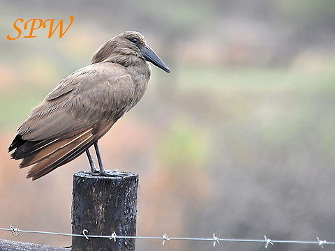 Hamerkop1 Taken in South Africa Hamerkop,Scopus umbretta,South Africa