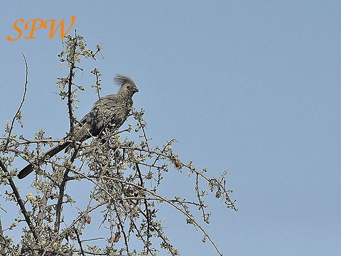 Grey_Go-away-bird1 Taken in South Africa Corythaixoides concolor,Grey Go-Away-Bird,South Africa