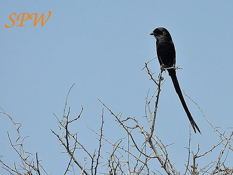 Magpie_Shrike1 Taken in South Africa Magpie Shrike,South Africa,Urolestes melanoleucus