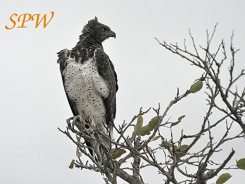 Martial_Eagle1 Taken in South Africa Martial Eagle,Polemaetus bellicosus,South Africa