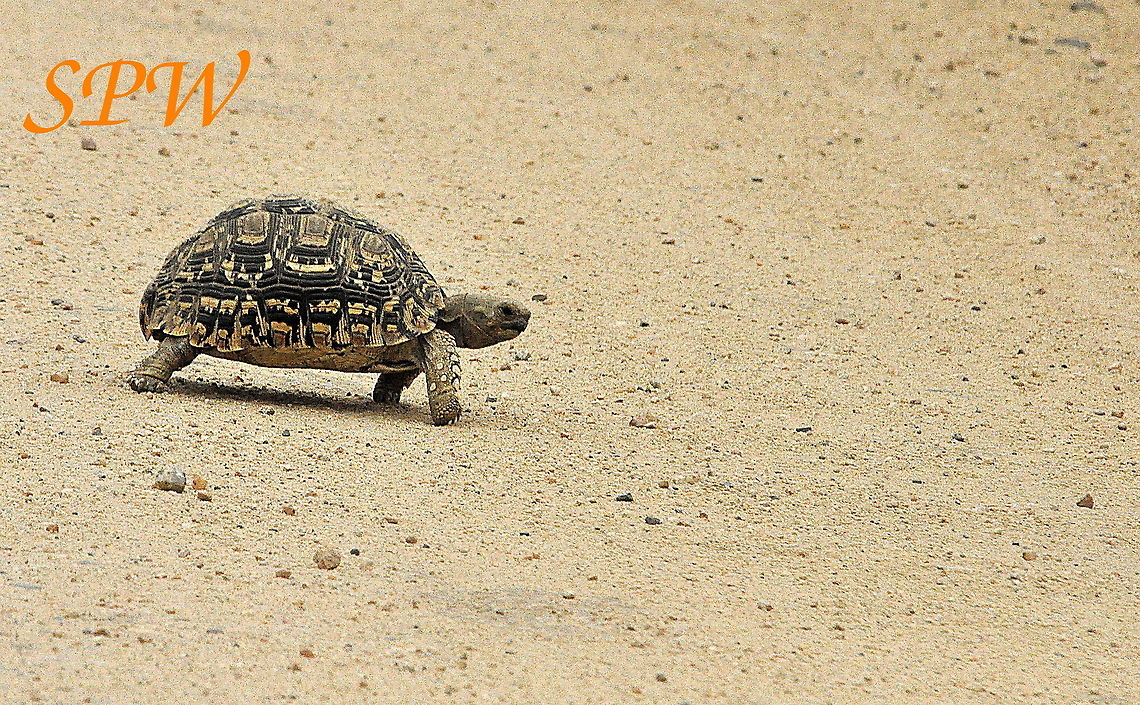 Leopard_Tortoise1 Taken in South Africa Leopard tortoise,South Africa,Stigmochelys pardalis