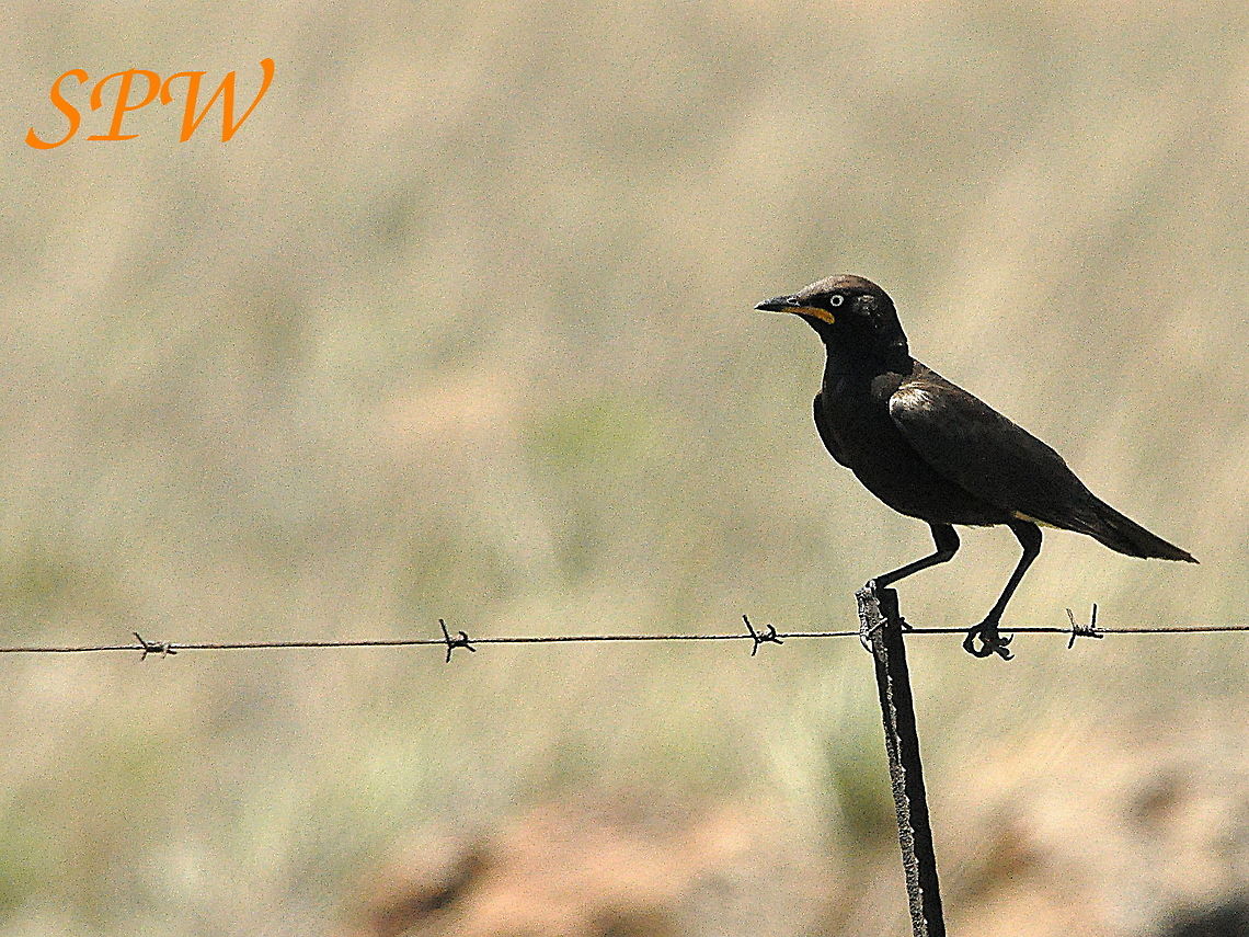 Pied_Starling1 Taken in South Africa Pied starling,South Africa,Spreo bicolor