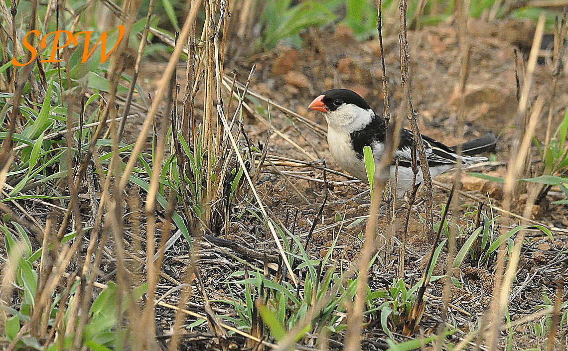 Pin-tailed_Whydah1 Taken in South Africa South Africa