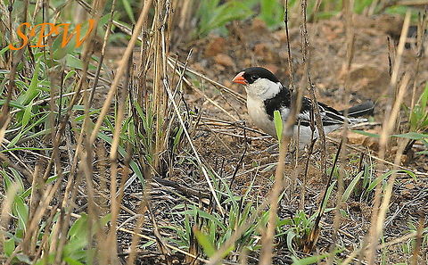 Pin-tailed_Whydah1 Taken in South Africa South Africa