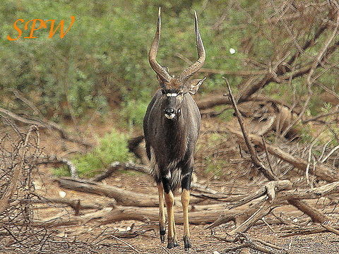 Nyala-male1 Taken in South Africa Nyala,Nyala angasii,South Africa
