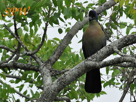 Purple-crested_Turaco1 Taken in South Africa Purple-crested Turaco,South Africa,Tauraco porphyreolophus