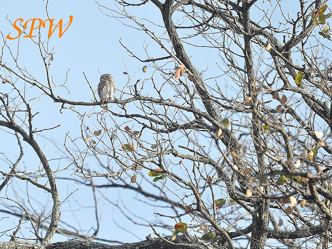 Pearl-spotted_Owlet1 Taken in South Africa Glaucidium perlatum,South Africa,pearl spotted owlet