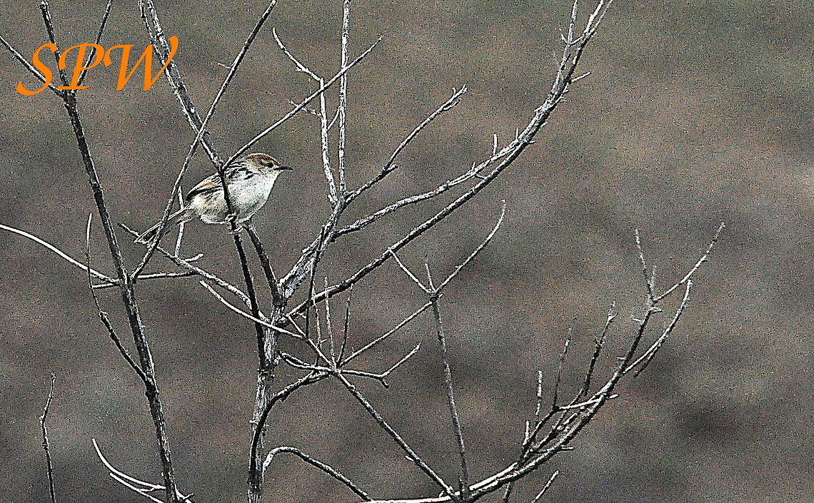 Rattling_Cisticola1 Taken in South Africa Cisticola chiniana,Rattling cisticola,South Africa