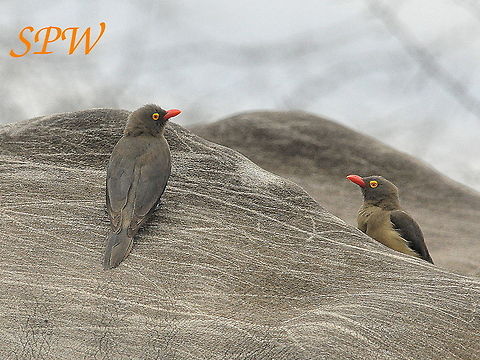 Red-billed oxpecker Taken in South Africa Buphagus erythrorhynchus,Red-billed oxpecker,South Africa