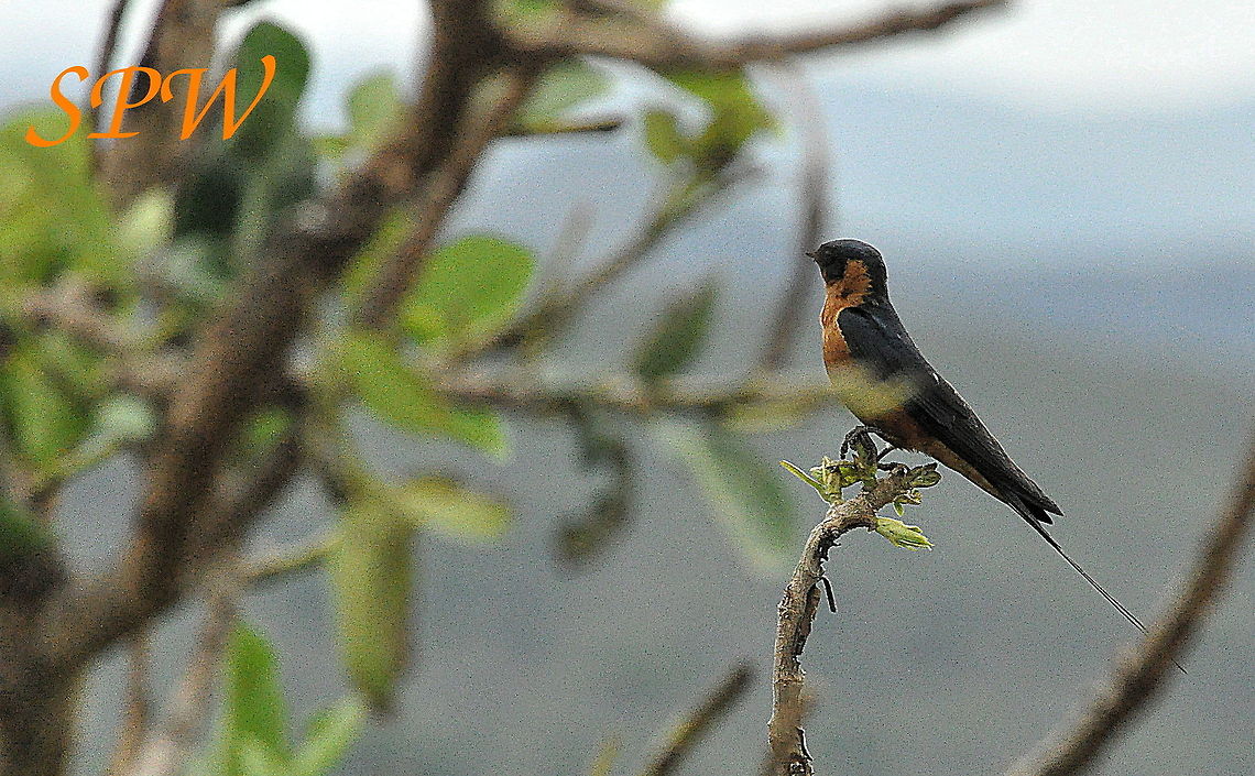 Red-breasted_Swallow1 Taken in South Africa Cecropis semirufa,South Africa,red breasted swallow