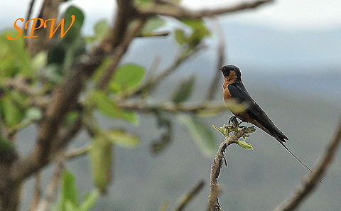Red-breasted_Swallow1 Taken in South Africa Cecropis semirufa,South Africa,red breasted swallow