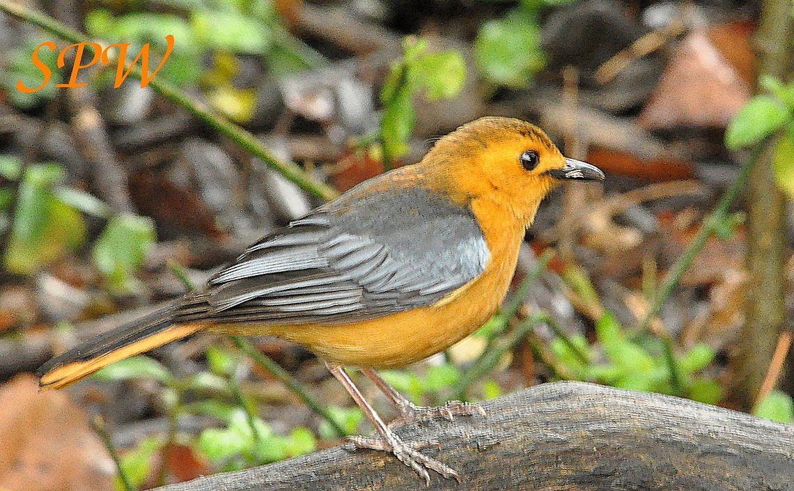 Red-capped_Robin-Chat1 Taken in South Africa Cossypha natalensis,Red-capped robin-chat,South Africa