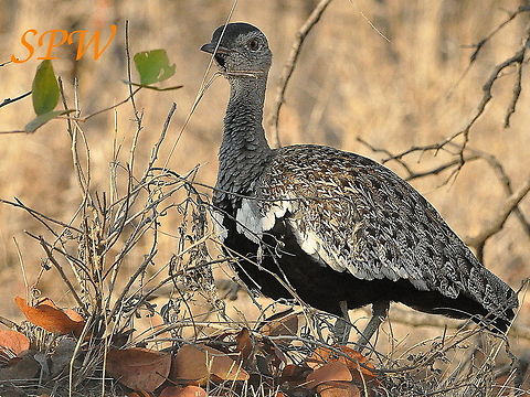 Red-crested_Korhaan1 Taken in South Africa Lophotis ruficrista,Red-crested korhaan,South Africa