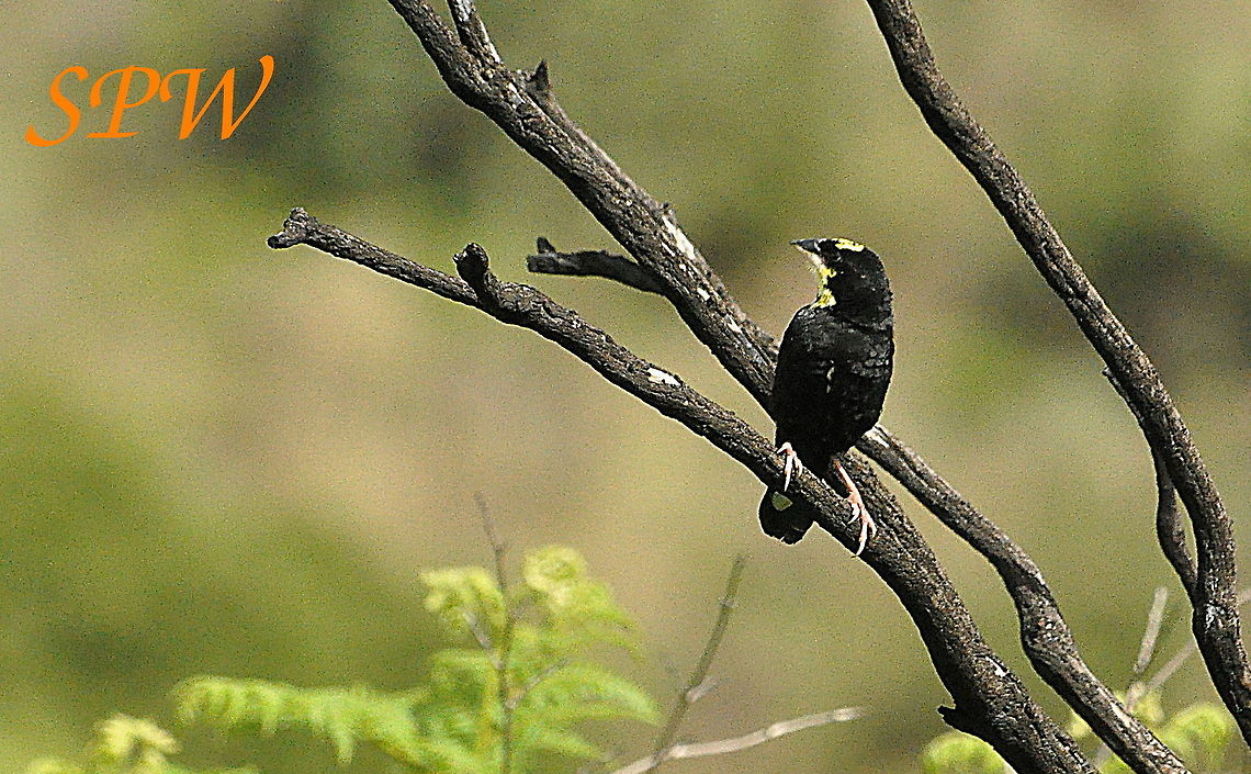 Yellow_Bishop1 Taken in Royal Natal, South Africa Euplectes capensis,South Africa,Yellow bishop