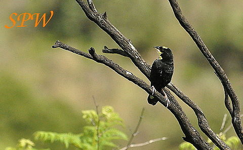 Yellow_Bishop1 Taken in Royal Natal, South Africa Euplectes capensis,South Africa,Yellow bishop