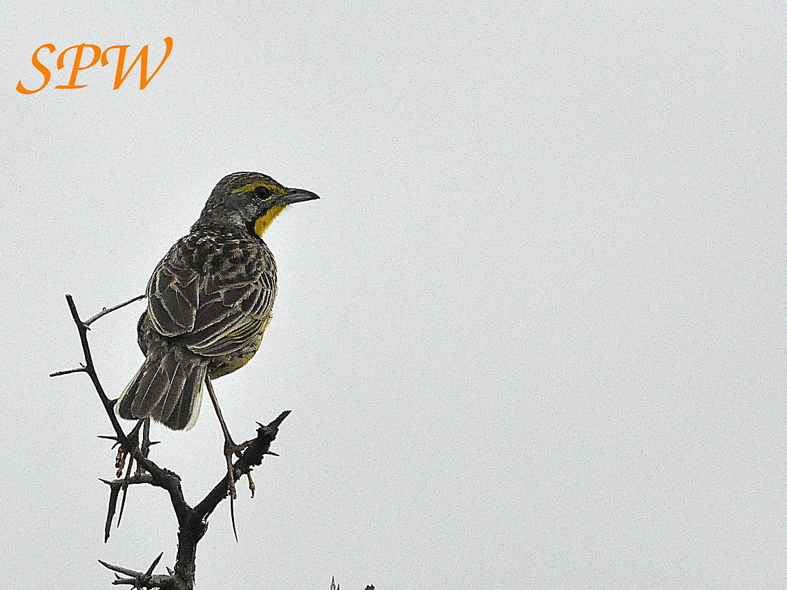 Yellow-throated_Longclaw3 Taken in Hluhluwe, South Africa South Africa