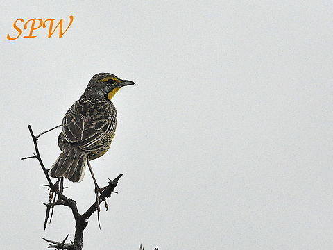 Yellow-throated_Longclaw3 Taken in Hluhluwe, South Africa South Africa