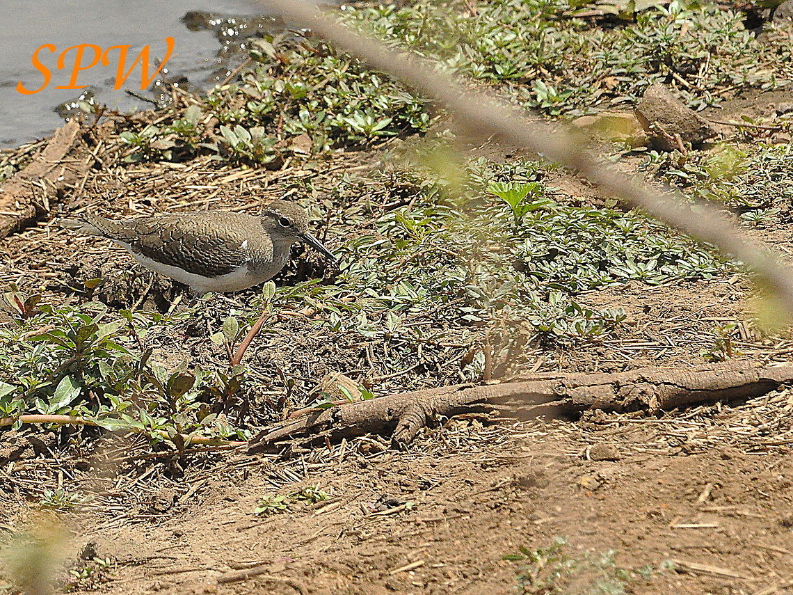 Wood_Sandpiper1 Taken in Kruger, South Africa South Africa,Tringa glareola,Wood Sandpiper