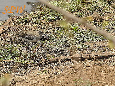 Wood_Sandpiper1 Taken in Kruger, South Africa South Africa,Tringa glareola,Wood Sandpiper