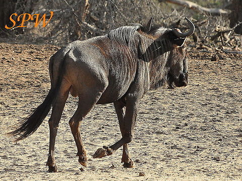 Wildebeest4 Taken in Imfolozi, South Africa Blue wildebeest,Connochaetes taurinus,South Africa
