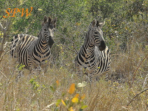Zebra1 Taken in Kruger, South Africa Burchells zebra,Equus quagga burchellii,South Africa