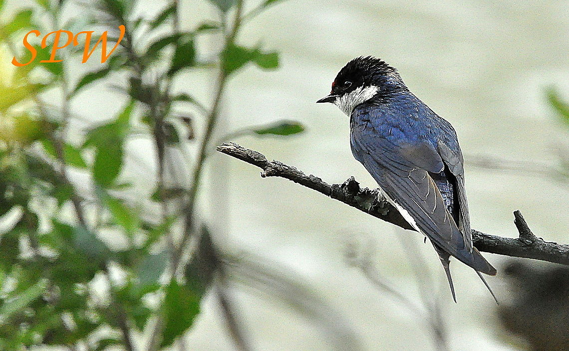 White-throated_Swallow3 Taken in Kruger, South Africa Hirundo albigularis,South Africa,White-throated Swallow