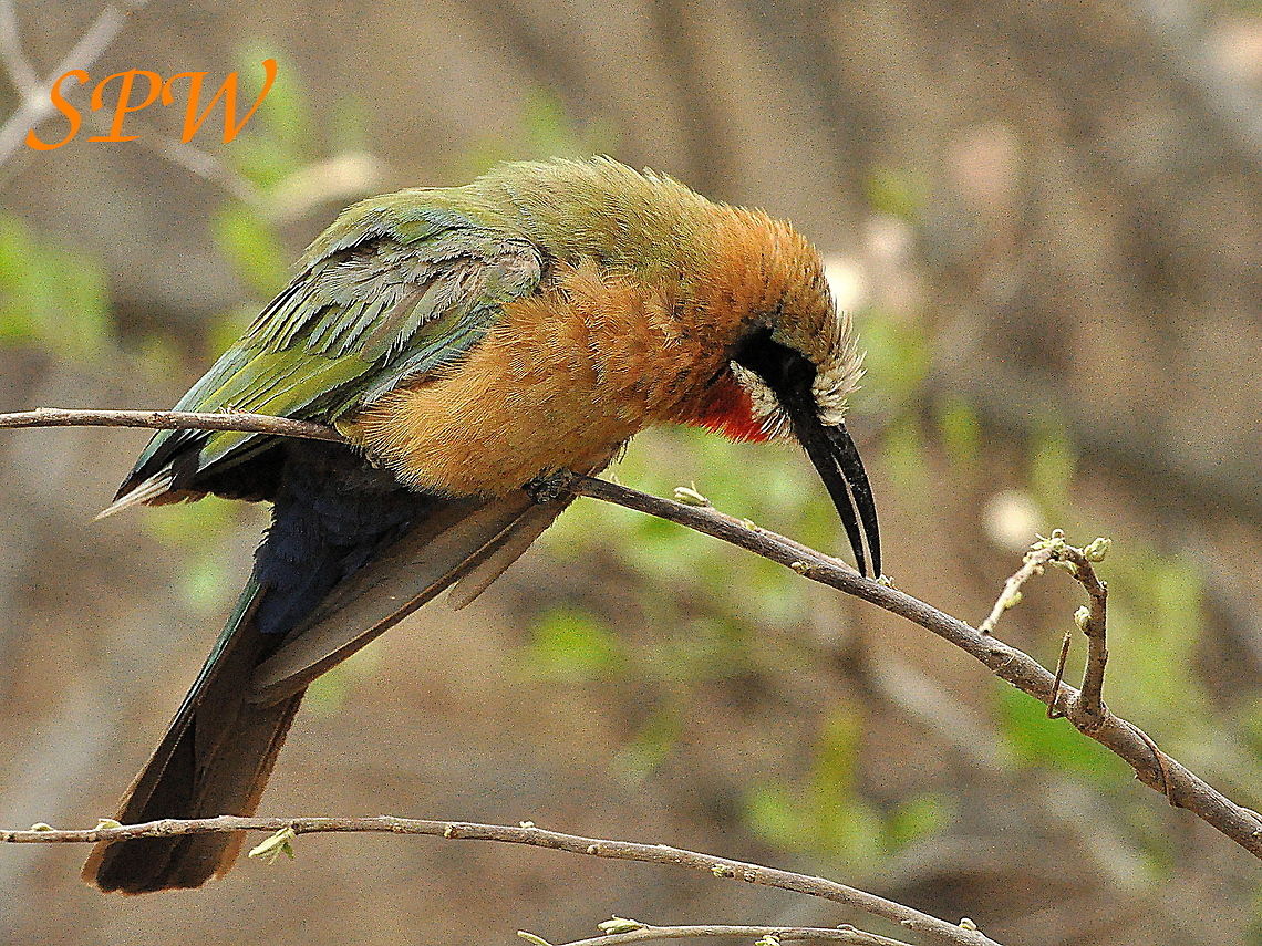 White-fronted_Bee-eater4 Taken in Kruger, South Africa Merops bullockoides,South Africa,White-fronted Bee-Eater