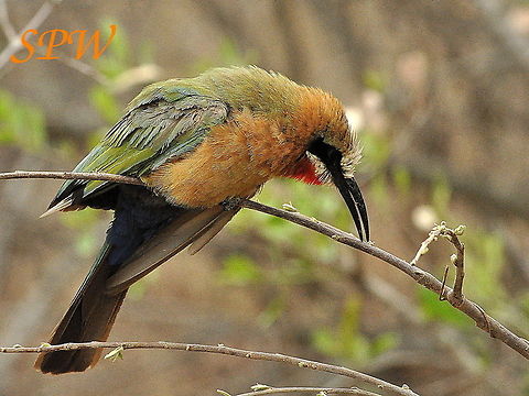 White-fronted_Bee-eater4 Taken in Kruger, South Africa Merops bullockoides,South Africa,White-fronted Bee-Eater