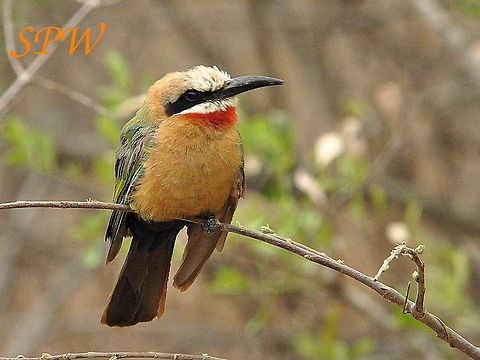 White-fronted_Bee-eater5 Taken in Kruger, South Africa Merops bullockoides,South Africa,White-fronted Bee-Eater