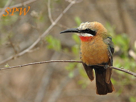 White-fronted_Bee-eater6 Taken in Kruger, South Africa Merops bullockoides,South Africa,White-fronted Bee-Eater