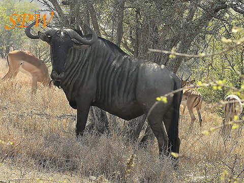Wildebeest3 Taken in Kruger, South Africa Blue wildebeest,Connochaetes taurinus,South Africa
