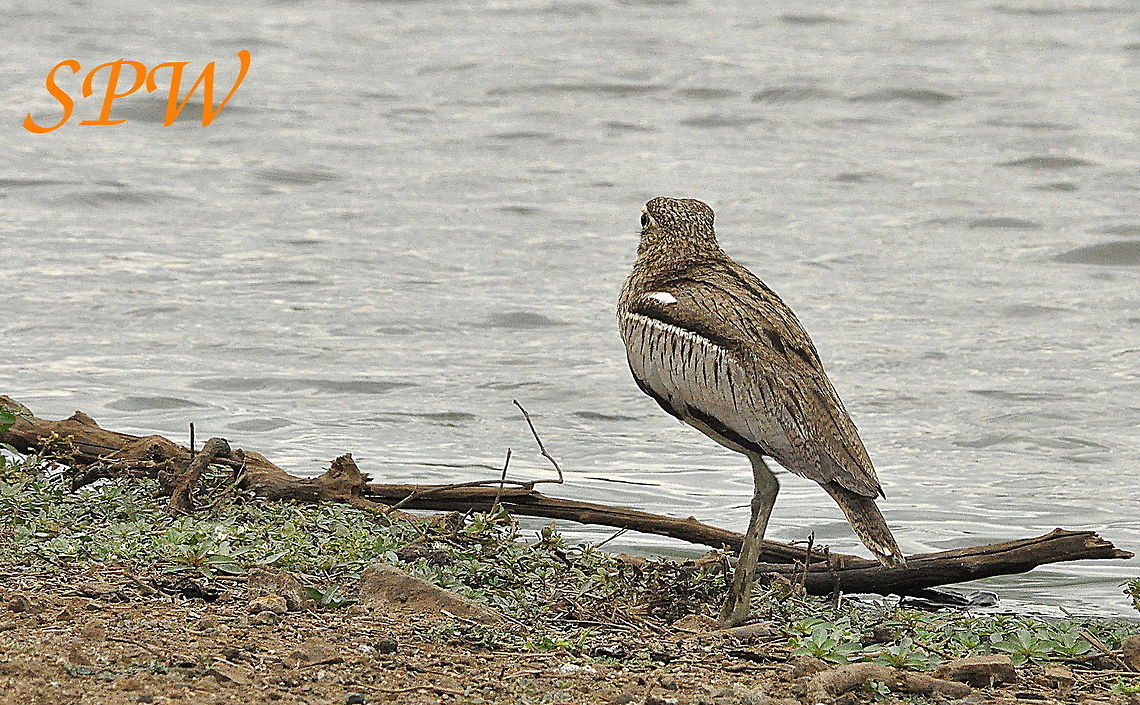 Water_Thick-Knee1 Taken in Kruger, South Africa Burhinus vermiculatus,South Africa,Water Thick-knee